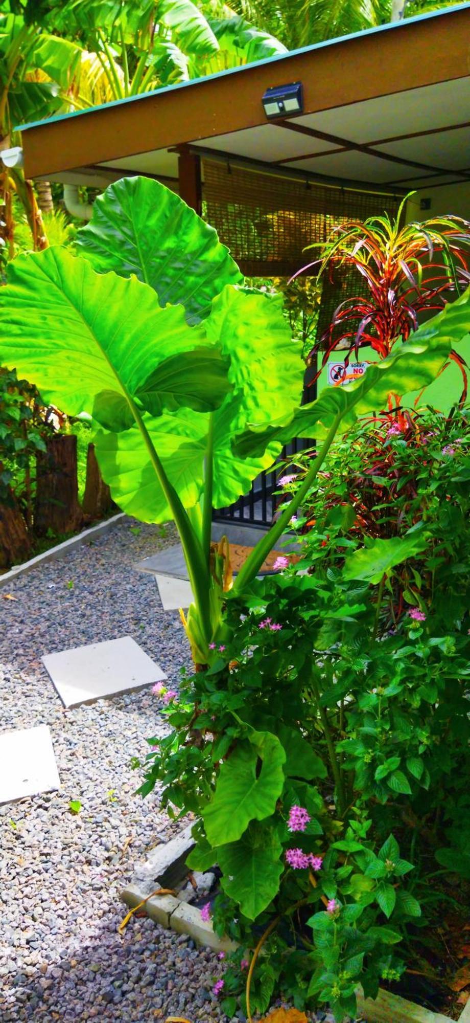 Dan Zoranz Self Catering Guest House La Digue Dış mekan fotoğraf